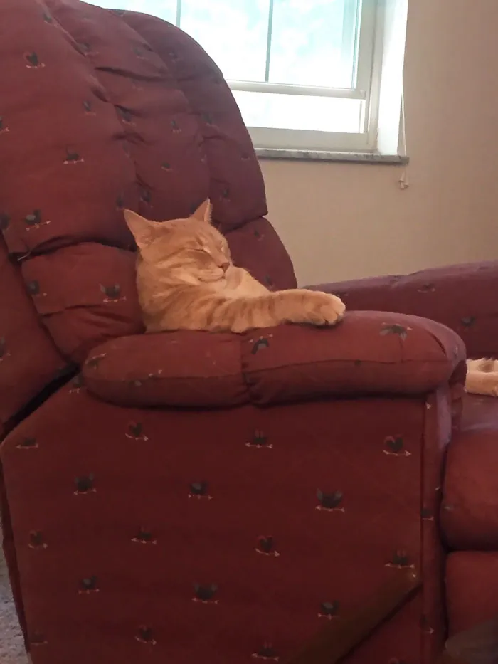 Se quedó dormido así después de comer