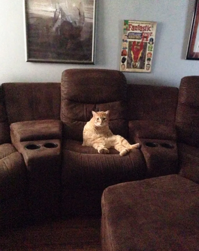 I Have Always Been A Dog Person, This Is My First Cat. Things Are... Weirder