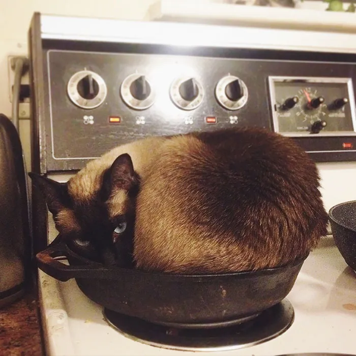 This Is Not Where Cats Go, Stop Being Weird