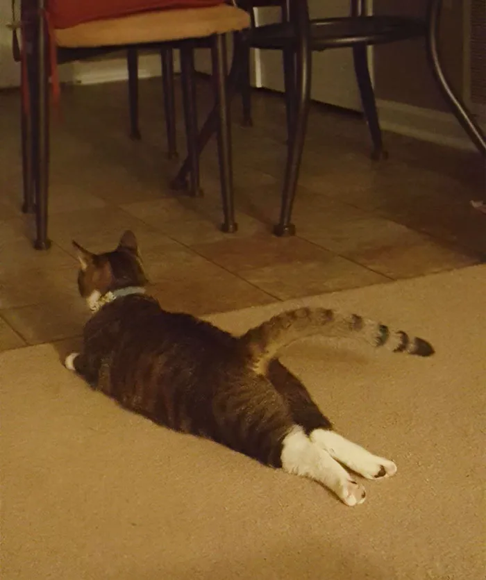 Cats Are So Weird