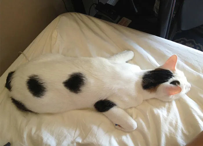 Is He The Only Cat That Sleeps Like A Weird Pterodactyl?