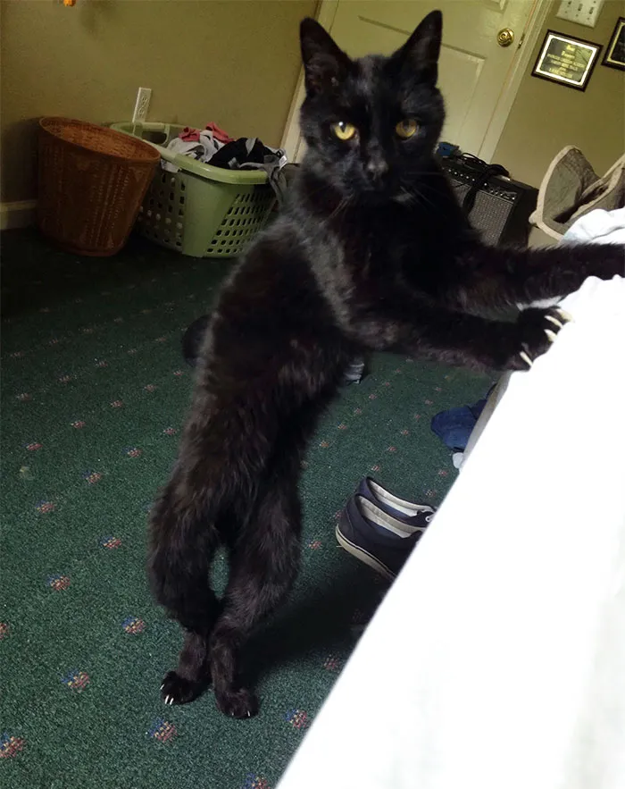 RIP To My Best Friend For 19 Years. He Was A Weird One