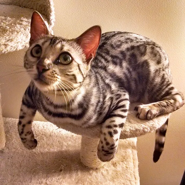 Our Bengal, Lotus, Is Almost A Year Old Now. Look How Weird And Awesome She Is!
