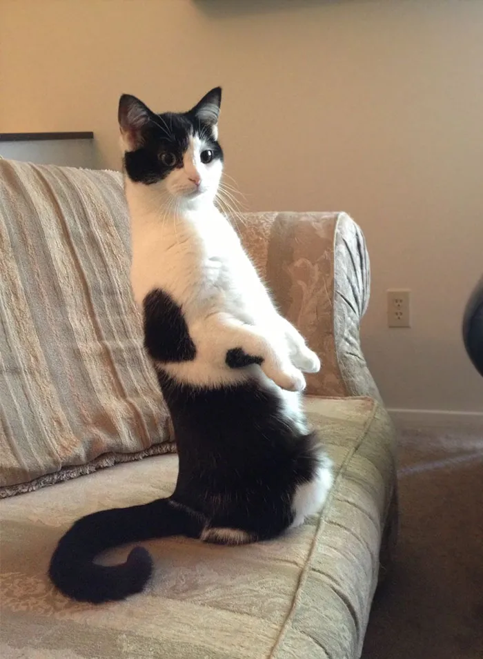 My Super Weird Cat