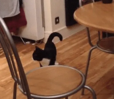 Gato raro