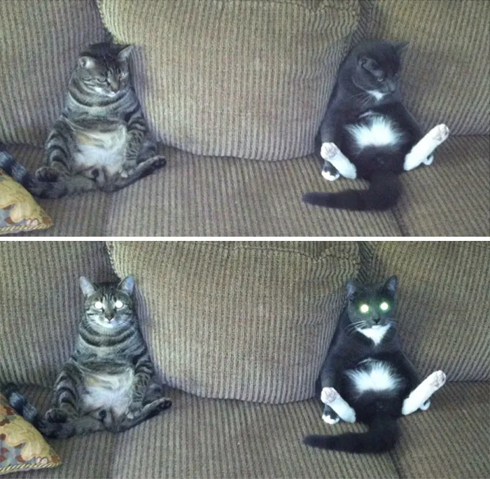 Son muy raros los dos