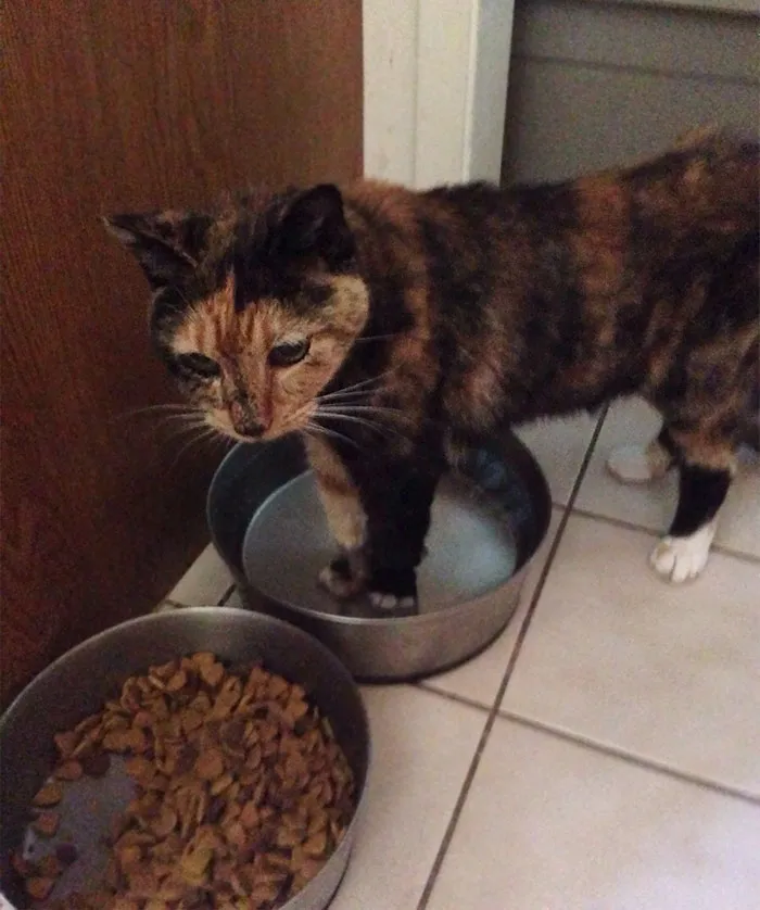 This Is Cali, Our Calico Cat Who Passed Away. She Liked To Fuck With The Dogs By Standing In Their Water Bowl. Goodnight My Little Weirdo