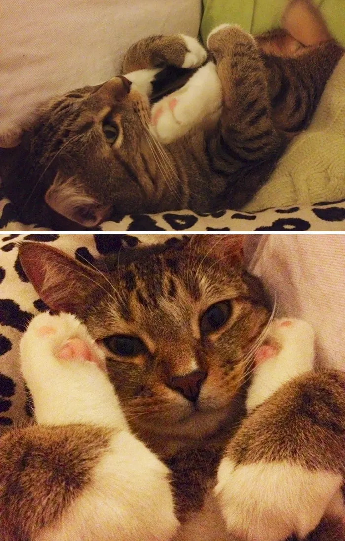 Just My Cat Doing Weird Cat Things