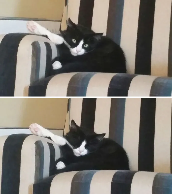 Cat Is Being Weird Again, I Can't Even Tell Which Hind Leg That Is