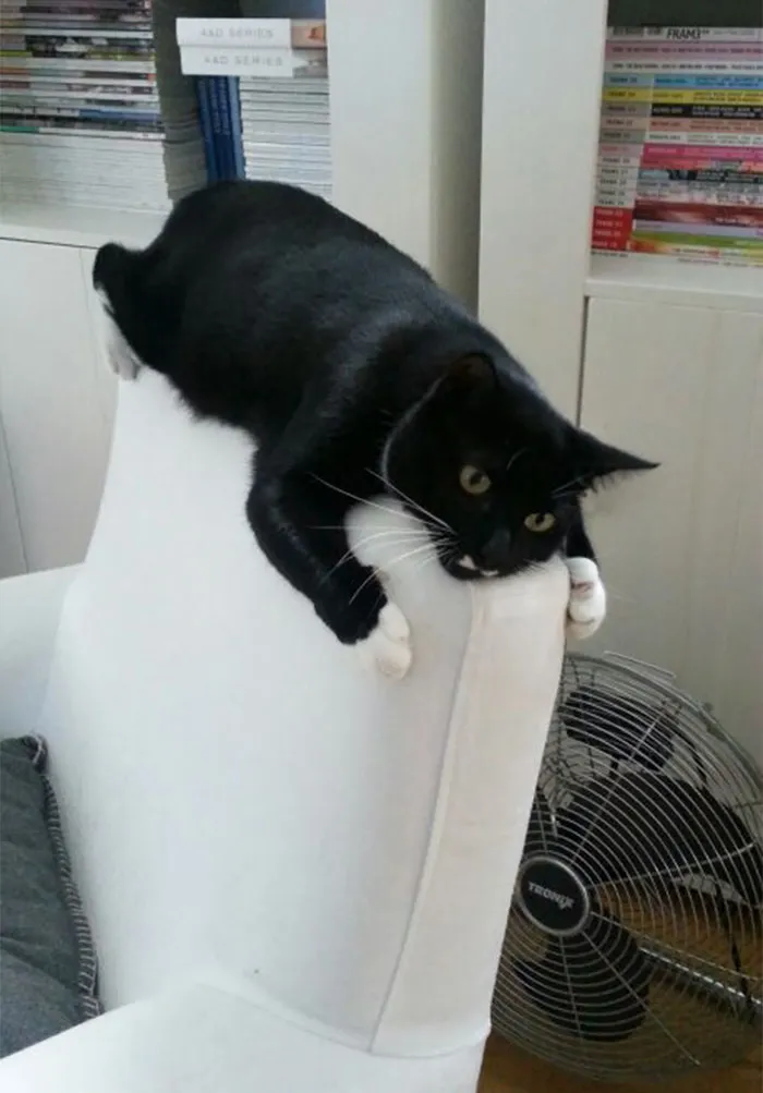 Meet Poesje... She's Also Weird