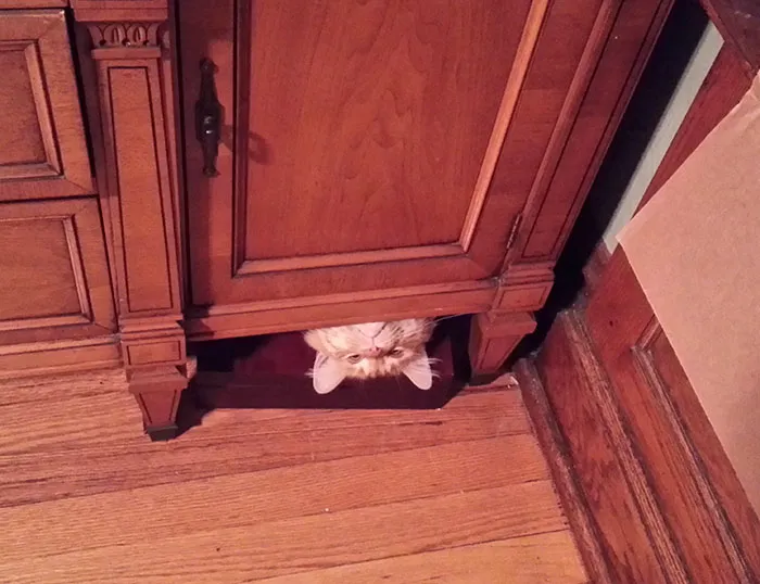 Heard You Guys Like Weird Cats. This Is Paul