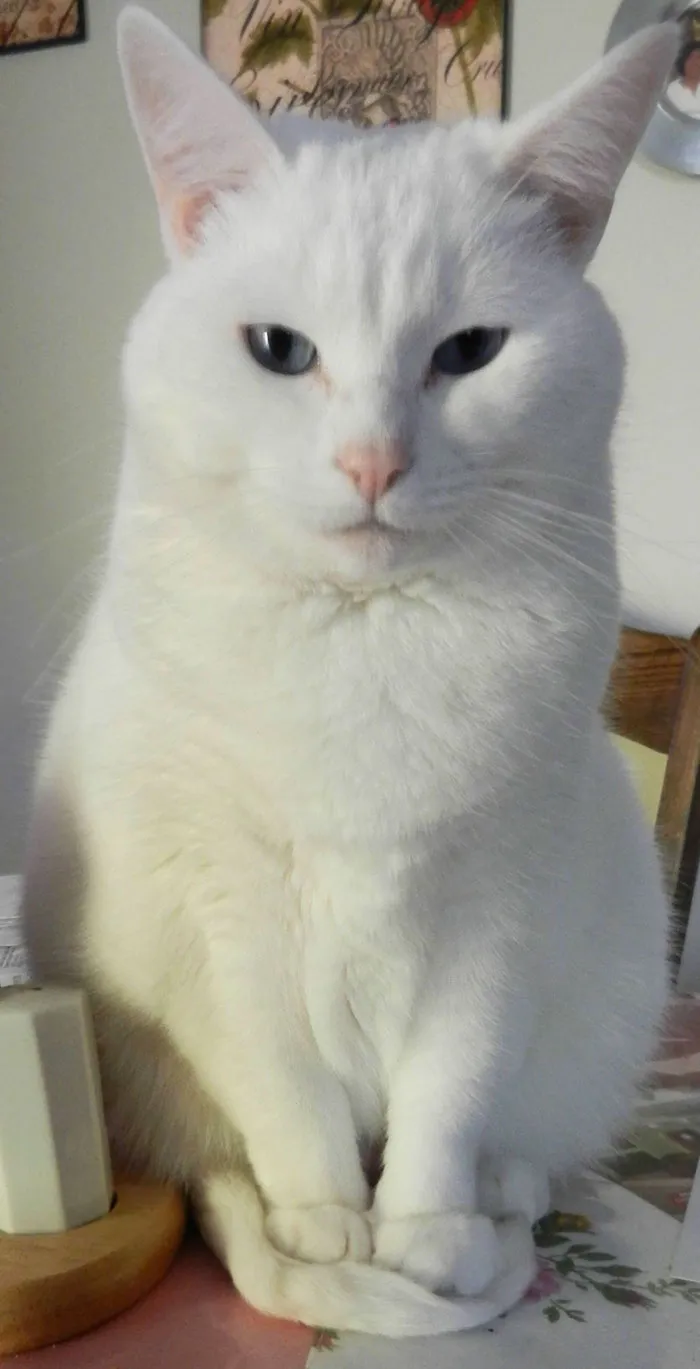 I Don't Know Why, But My Cat Almost Always Has To Sit On Her Tail