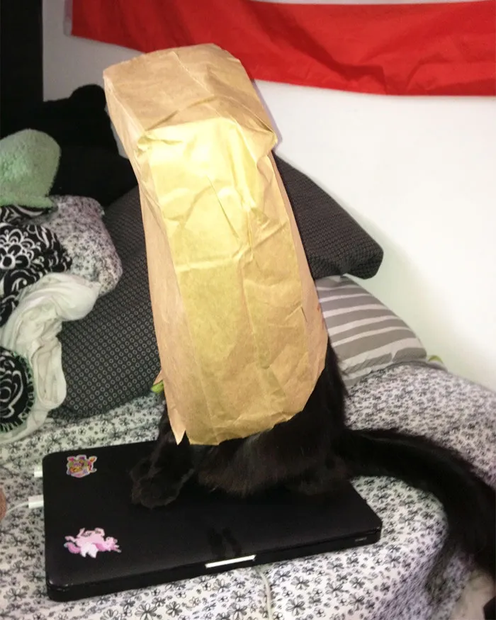 Went To Ask My Housemate Something And Found Her Cat Sitting Like This