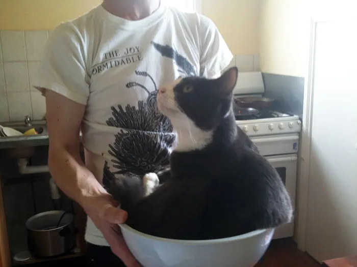 My Cat Went Missing For A Few Hours. We Found Her Beneath The Sink Like This. Cat Logic