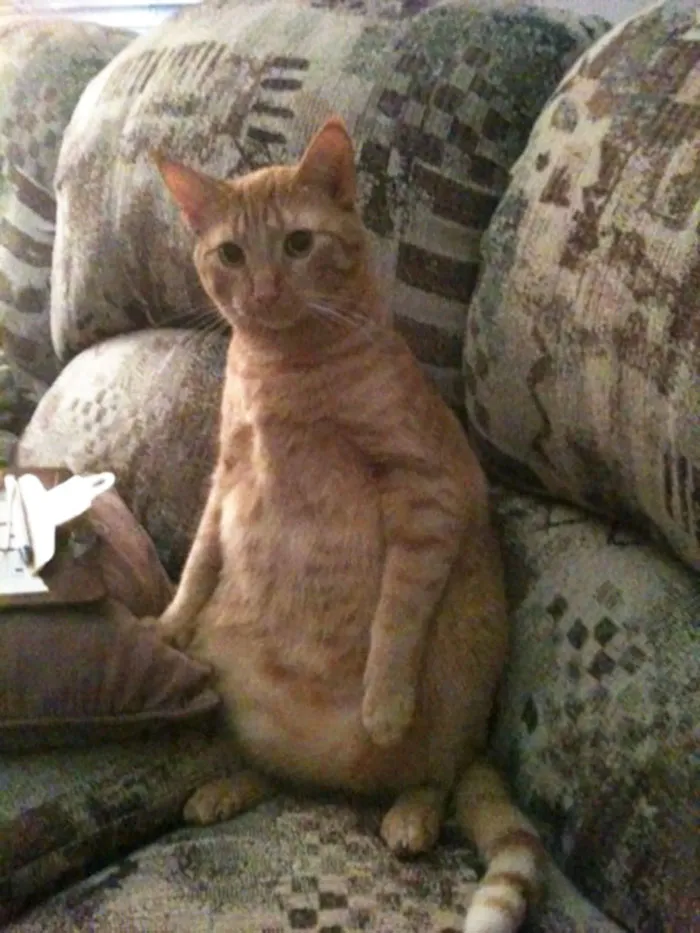I Walked Downstairs And This Is How My Cat Was Sitting