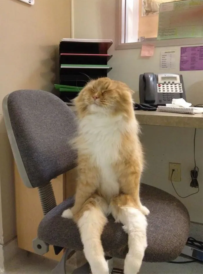 Gato de oficina