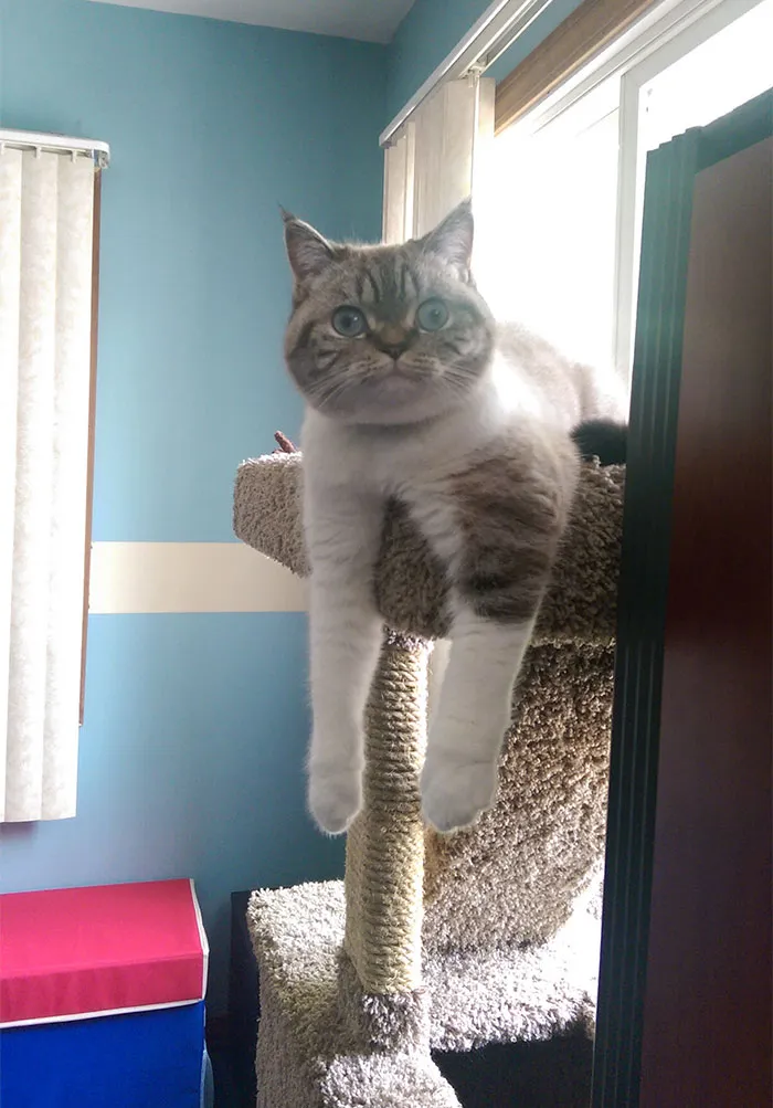 Scuba Was Acting Extra Weird Today