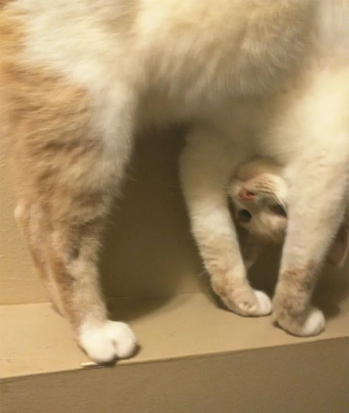 Our Cat Is Weird
