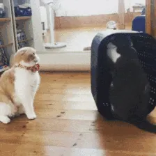 Cats Are Weird