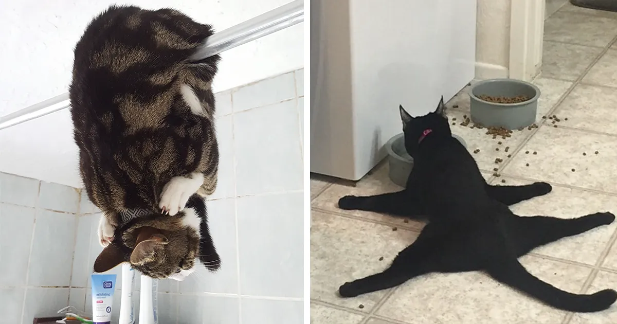 La gente está compartiendo fotos de sus gatos actuando de forma extraña (Añade la tuya)