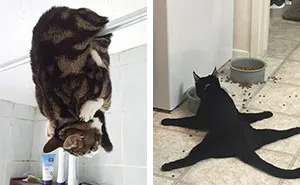 People Are Sharing Pics Of Their Cats Acting Weird (Add Yours)