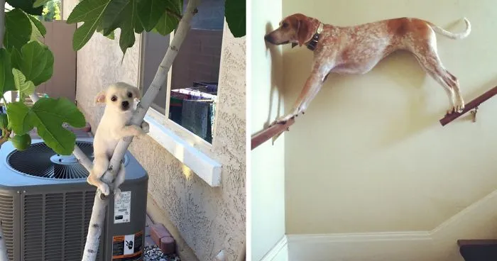 Hey Pandas, This Time Share Pictures Of Your Doggos And Puppers Acting Weird
