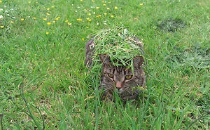 Can You Find The Cat?