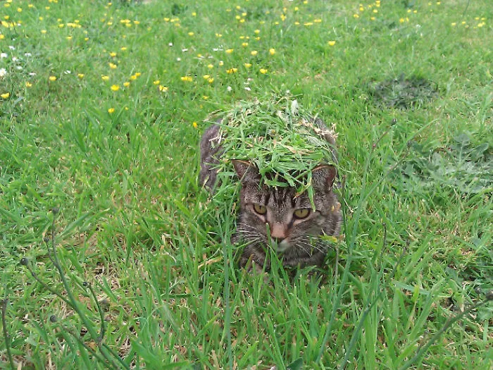 Can You Find The Cat?