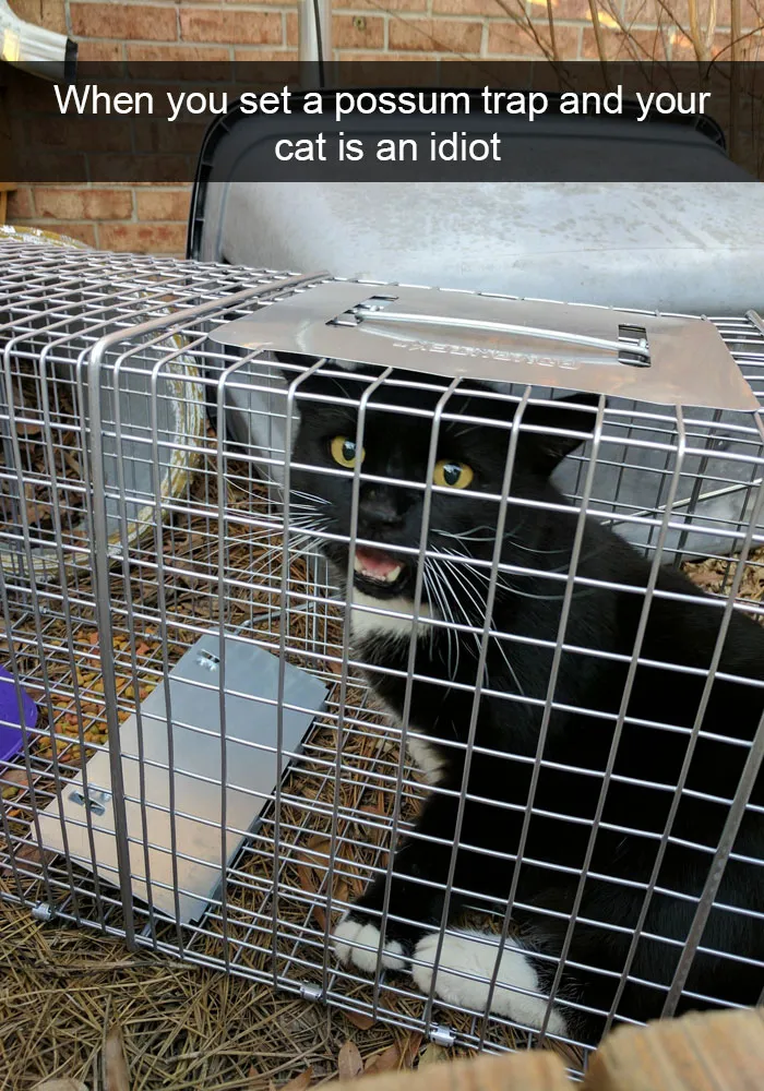 128 Hilarious Cat Snapchats That Are Im-paw-sible Not To Laugh At