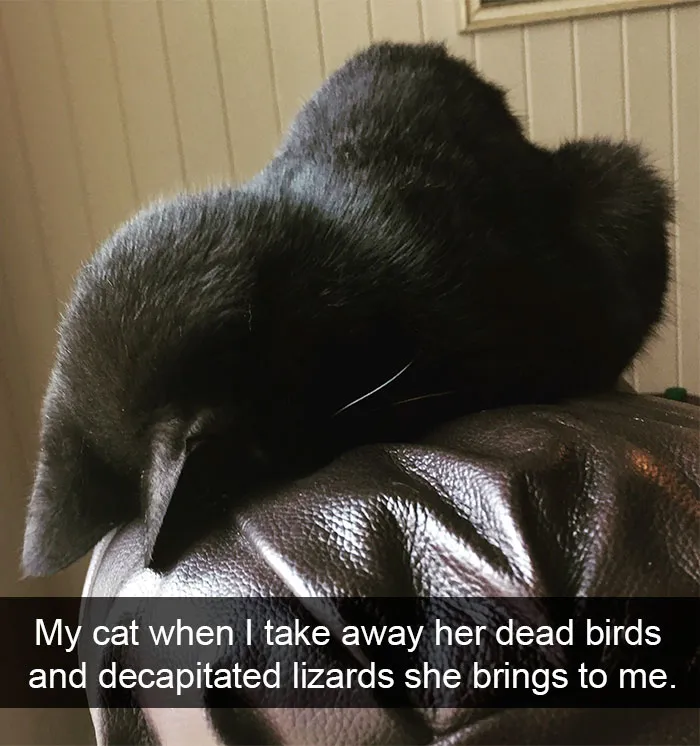 124 Hilarious Cat Snapchats That Are Im-paw-sible Not To Laugh At