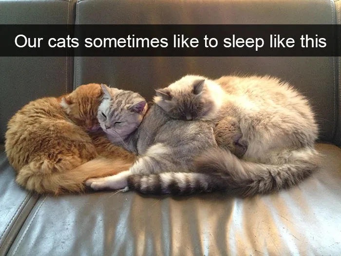 124 Hilarious Cat Snapchats That Are Im-paw-sible Not To Laugh At