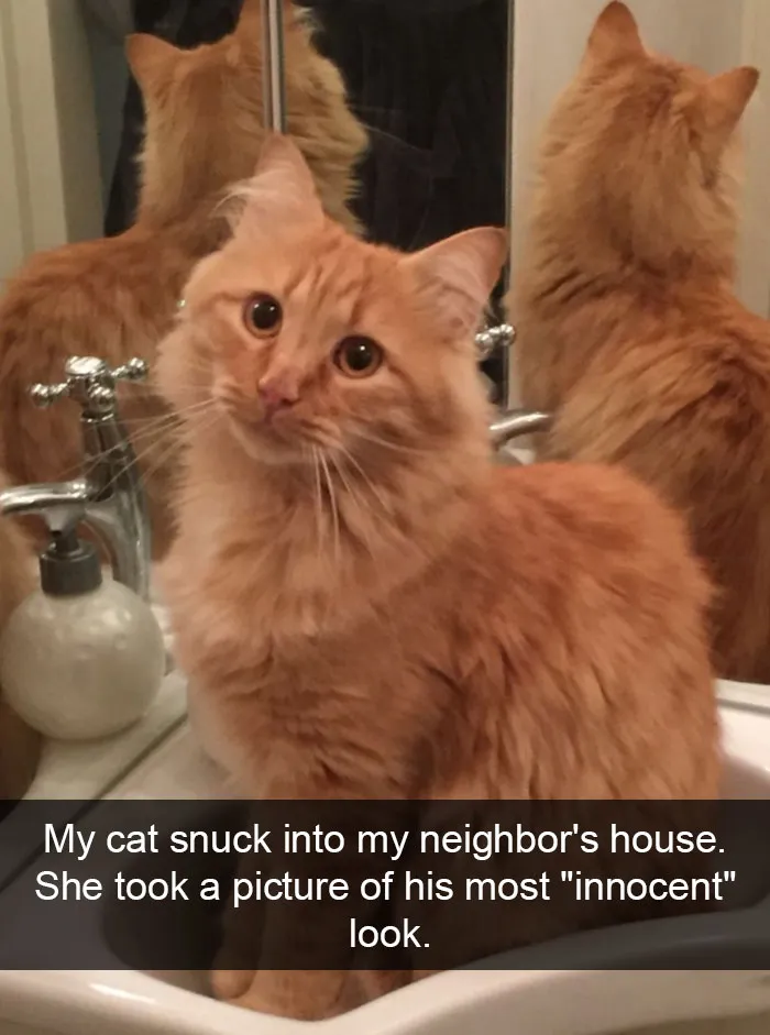 124 Hilarious Cat Snapchats That Are Im-paw-sible Not To Laugh At