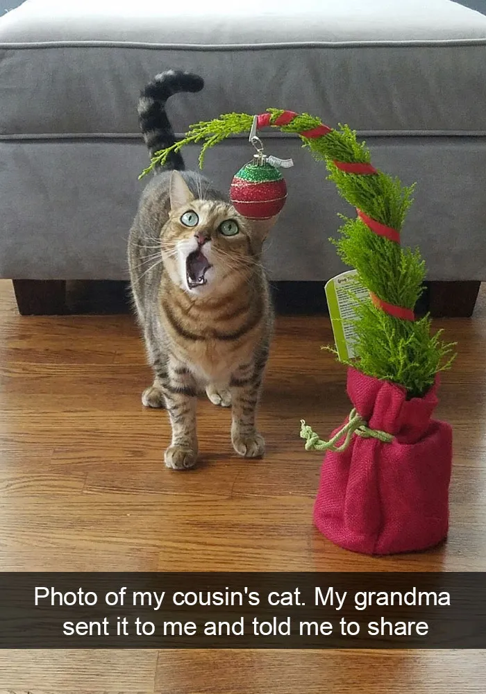 124 Hilarious Cat Snapchats That Are Im-paw-sible Not To Laugh At