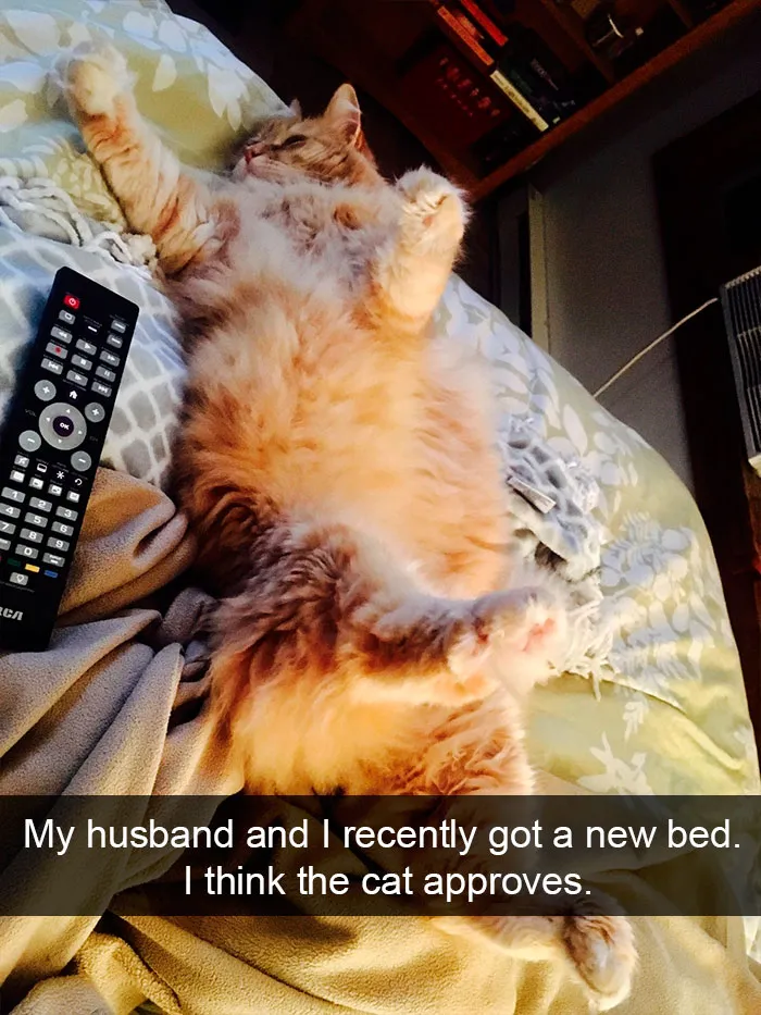124 Hilarious Cat Snapchats That Are Im-paw-sible Not To Laugh At