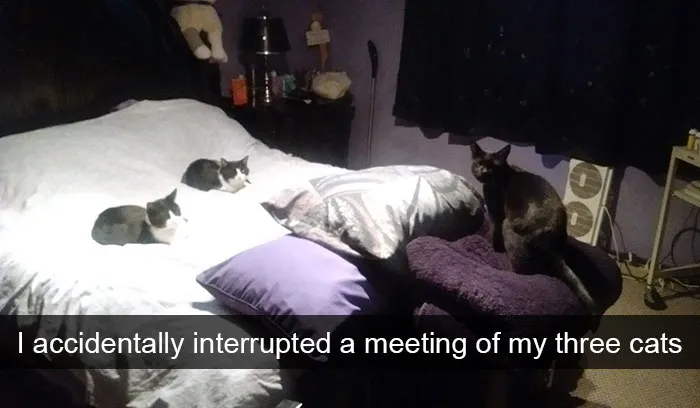 128 Hilarious Cat Snapchats That Are Im-paw-sible Not To Laugh At
