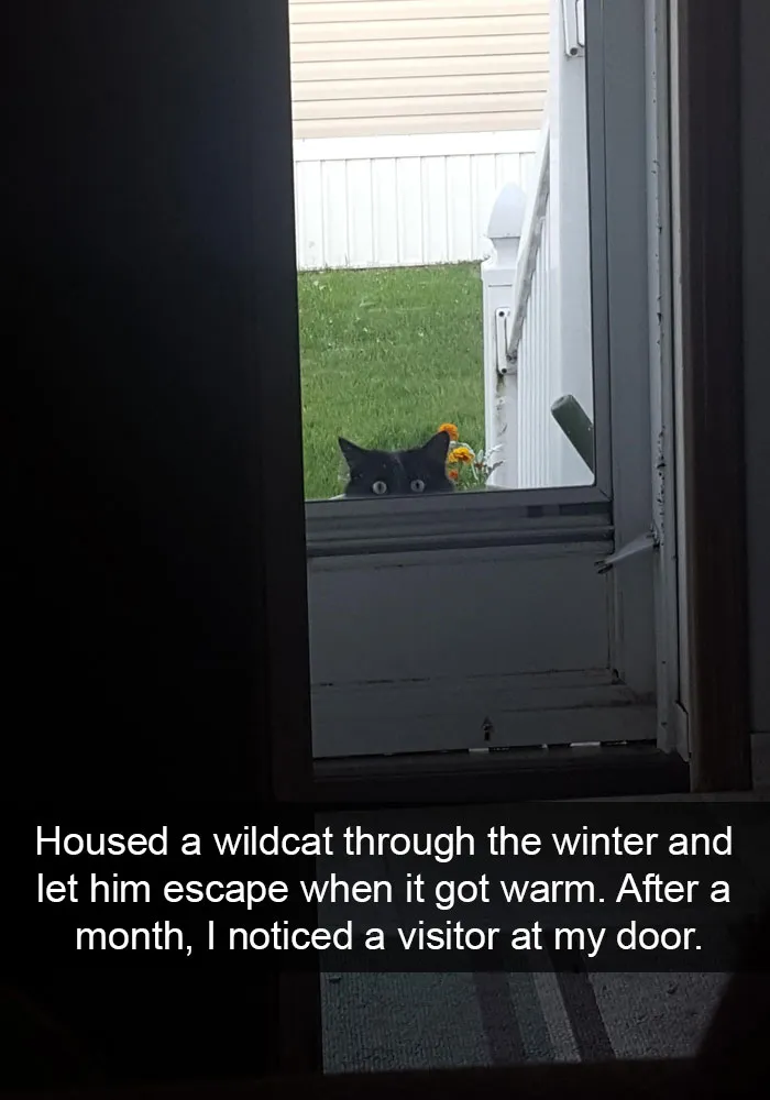 124 Hilarious Cat Snapchats That Are Im-paw-sible Not To Laugh At