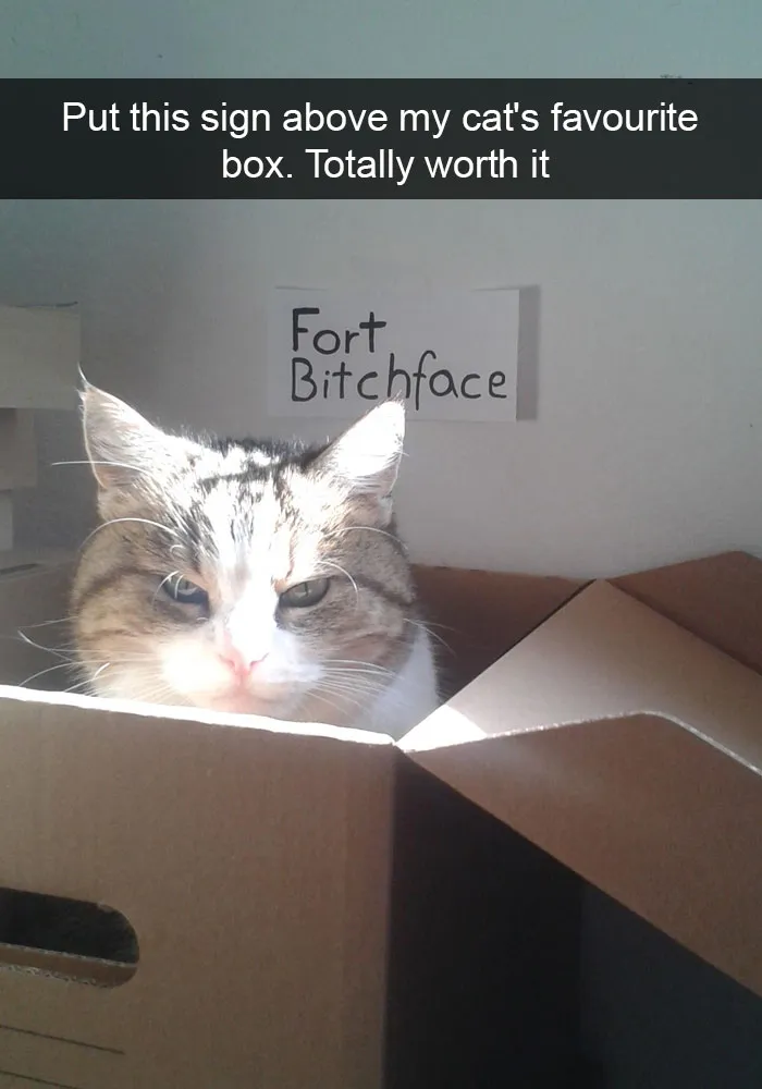 128 Hilarious Cat Snapchats That Are Im-paw-sible Not To Laugh At