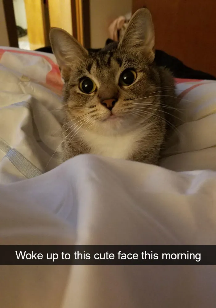 124 Hilarious Cat Snapchats That Are Im-paw-sible Not To Laugh At