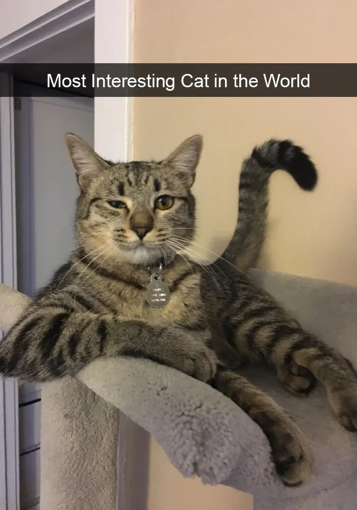 124 Hilarious Cat Snapchats That Are Im-paw-sible Not To Laugh At