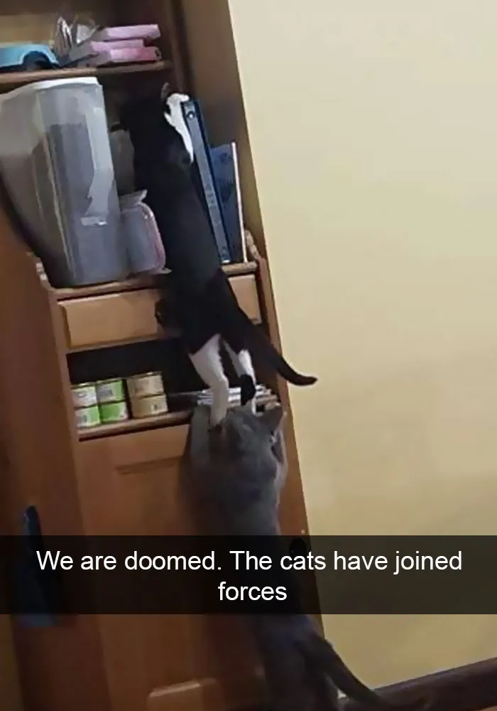 124 Hilarious Cat Snapchats That Are Im-paw-sible Not To Laugh At