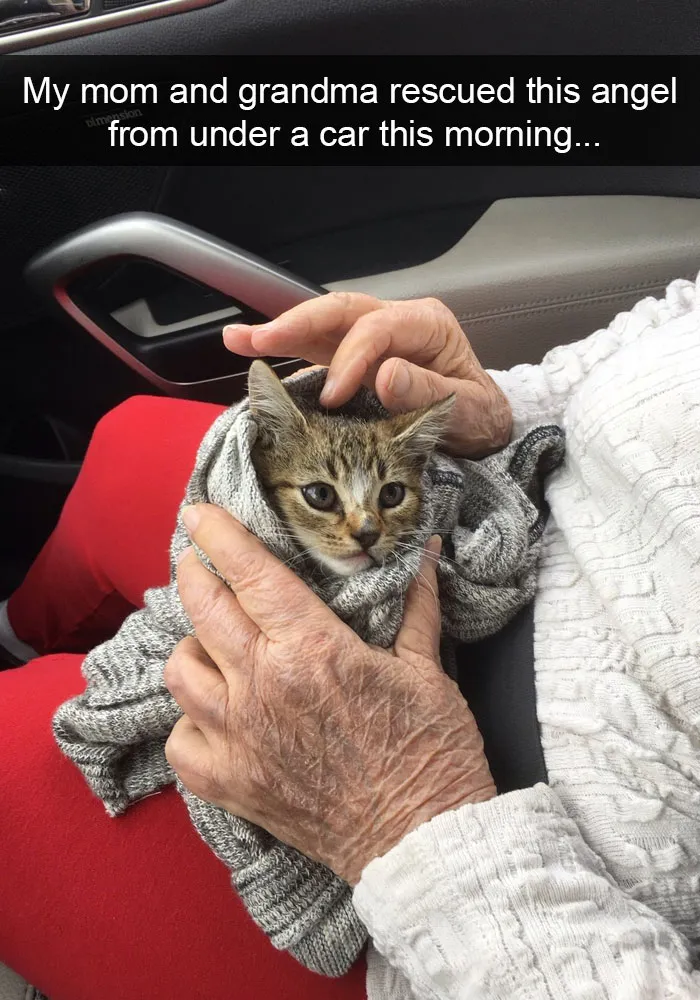 124 Hilarious Cat Snapchats That Are Im-paw-sible Not To Laugh At