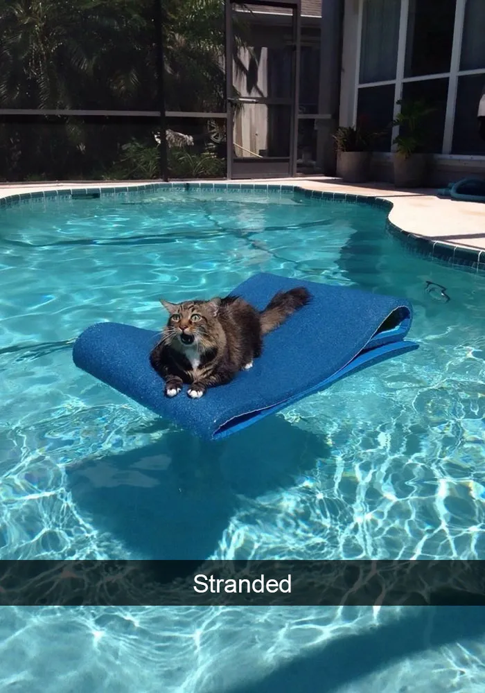 124 Hilarious Cat Snapchats That Are Im-paw-sible Not To Laugh At