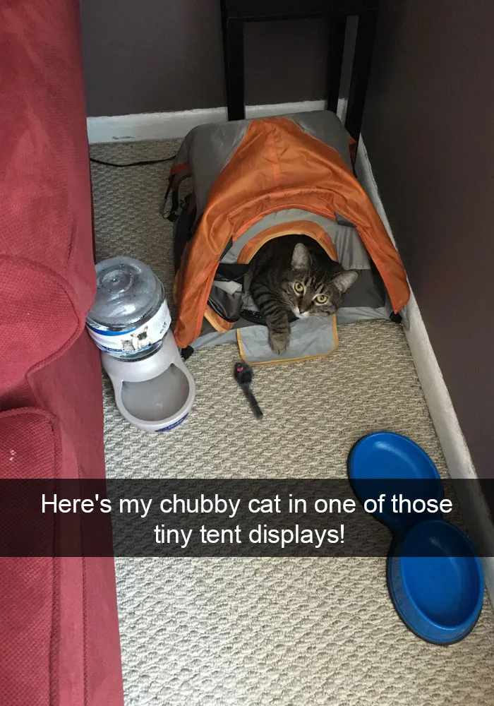 124 Hilarious Cat Snapchats That Are Im-paw-sible Not To Laugh At