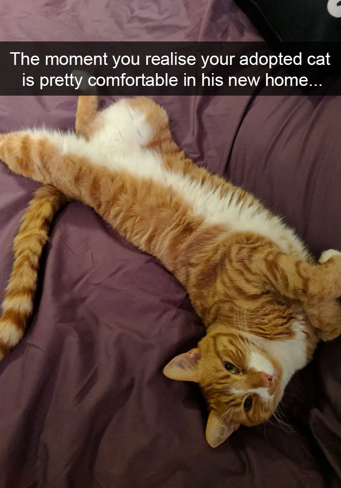 124 Hilarious Cat Snapchats That Are Im-paw-sible Not To Laugh At