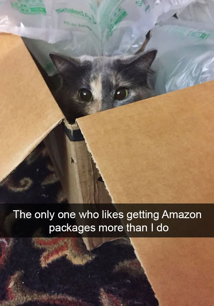 124 Hilarious Cat Snapchats That Are Im-paw-sible Not To Laugh At