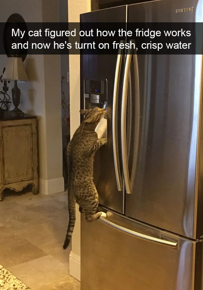 Hilarious-cat-snapchats