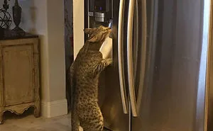 128 Hilarious Cat Snapchats That Are Im-paw-sible Not To Laugh At