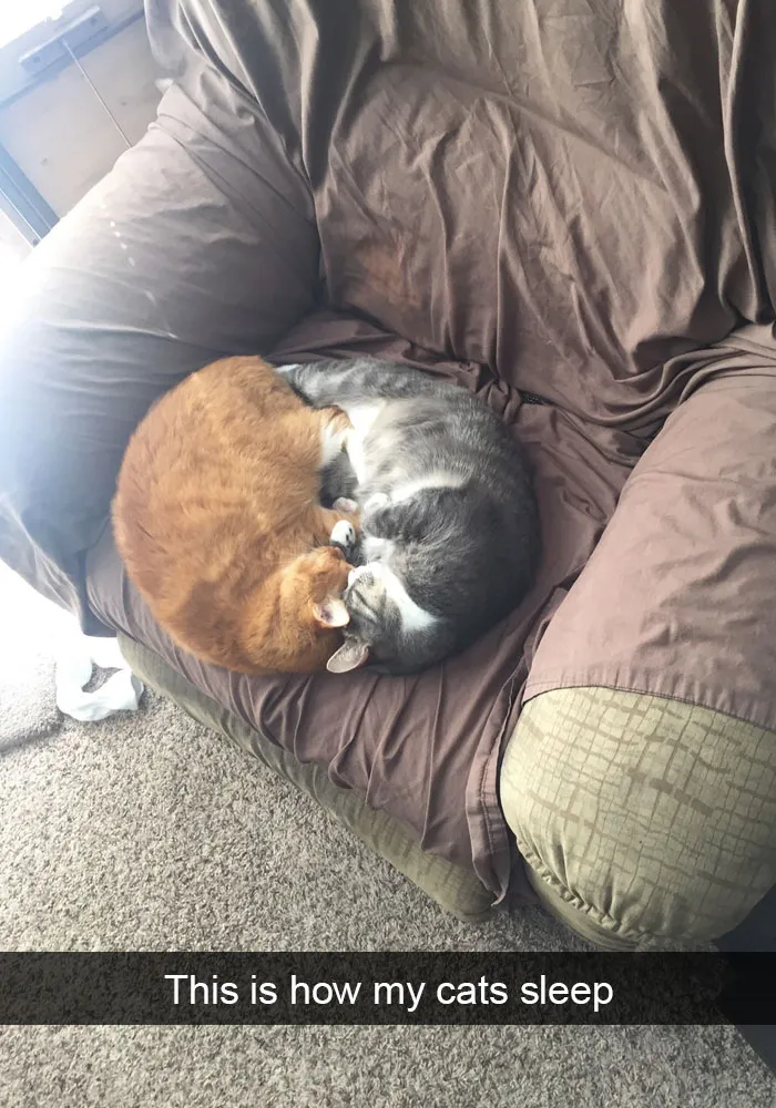 124 Hilarious Cat Snapchats That Are Im-paw-sible Not To Laugh At