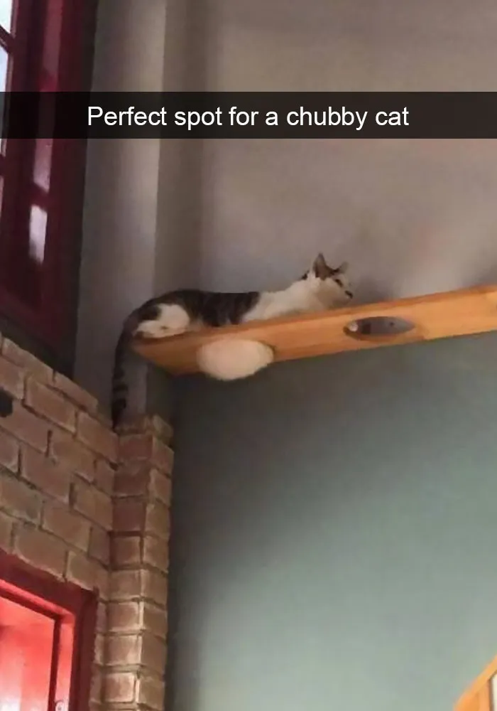 128 Hilarious Cat Snapchats That Are Im-paw-sible Not To Laugh At