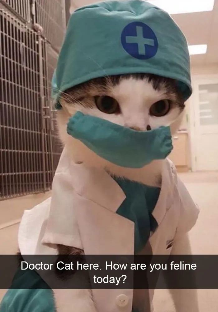 124 Hilarious Cat Snapchats That Are Im-paw-sible Not To Laugh At